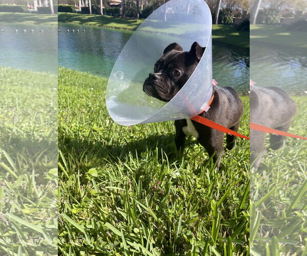 Medium Photo #2 Bulldog-Unknown Mix Puppy For Sale in Miami, FL, USA