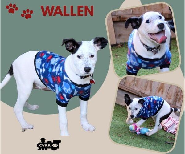 Medium Photo #2 Mutt Puppy For Sale in Lindsay, CA, USA