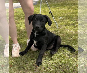 Labrador Retriever-Unknown Mix Dogs for adoption in Garner, NC, USA
