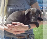Small #1 Sheprador