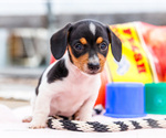 Small #3 Dachshund