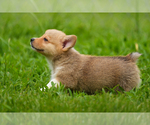 Small #4 Pembroke Welsh Corgi