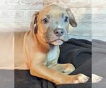 Small #6 American Staffordshire Terrier-Labrador Retriever Mix