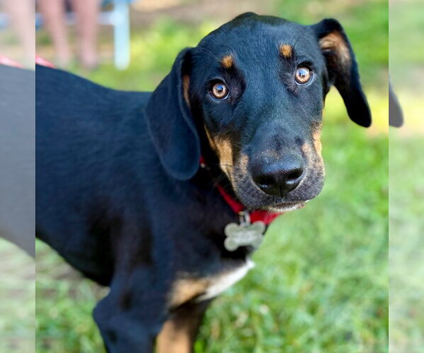 Medium Photo #3 Mutt Puppy For Sale in Canton, CT, USA