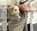 Small #1 Chi-Corgi