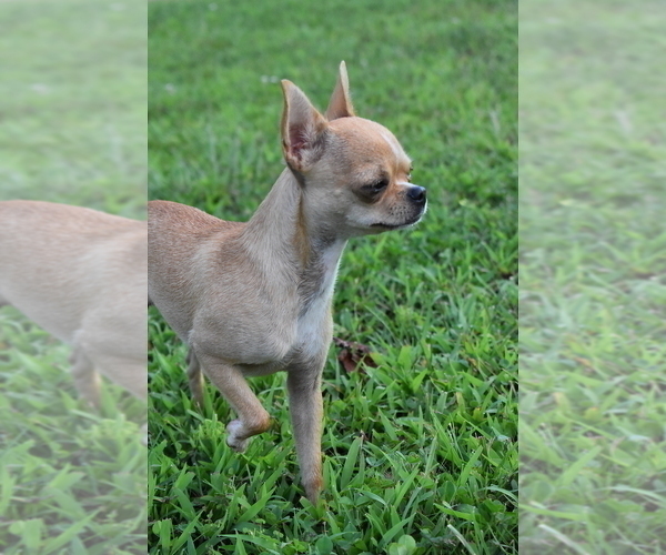 Medium Photo #1 Chihuahua Puppy For Sale in UNION GROVE, NC, USA