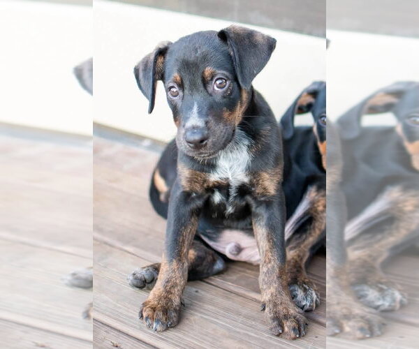 Medium Photo #3 Mutt Puppy For Sale in Germantown, OH, USA