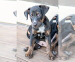 Small #2 Mutt