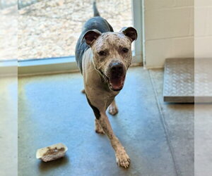 Pointer-Unknown Mix Dogs for adoption in Tavares, FL, USA