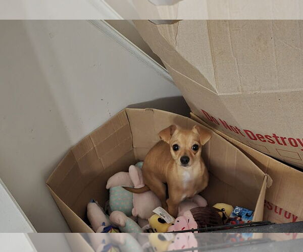 Medium Photo #2 Chihuahua-Unknown Mix Puppy For Sale in Visalia, CA, USA