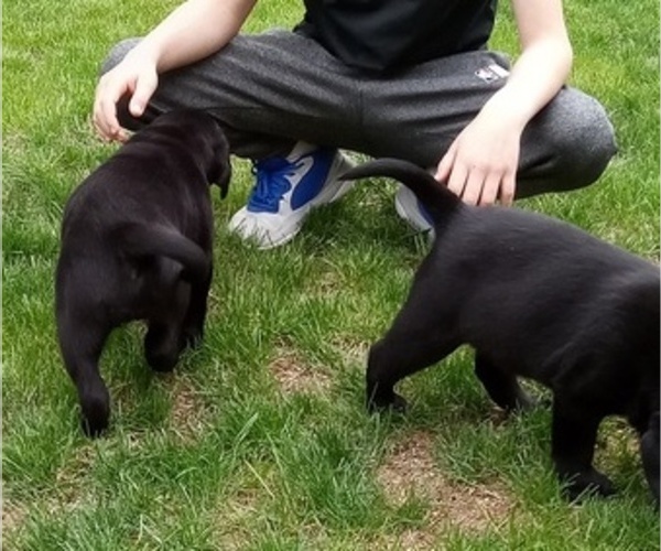 Medium Photo #16 Labrador Retriever Puppy For Sale in ORANGE, MA, USA