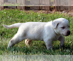 Small Photo #3 Labrador Retriever Puppy For Sale in ALL HEALING SPRINGS, NC, USA