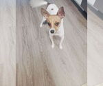 Small #4 Chiweenie