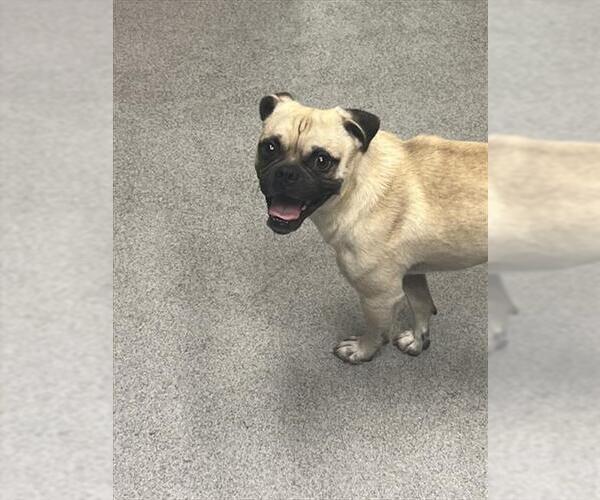 Medium Photo #2 Pug Puppy For Sale in Rancho Cucamonga, CA, USA