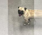 Small #1 Pug