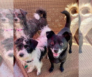 Panther - Male Chihuahua-Schipperke Mix Dog for Adoption - Photo #6
