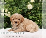 Small #2 Poodle (Toy)