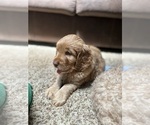 Small Photo #14 Cock-A-Poo-Goldendoodle Mix Puppy For Sale in CONCORD TWP, OH, USA