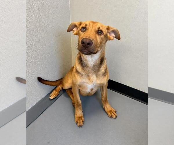 Medium Photo #10 Carolina Dog-Unknown Mix Puppy For Sale in Rockwall, TX, USA