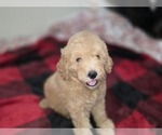 Small Photo #20 Goldendoodle Puppy For Sale in DUBLIN, TX, USA