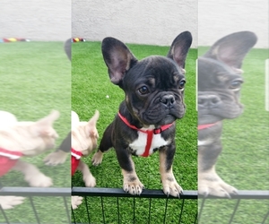French Bulldog Puppy for sale in LAS VEGAS, NV, USA