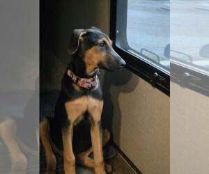 Doberman Pinscher-German Shepherd Dog Mix Dogs for adoption in Aurora, OH, USA
