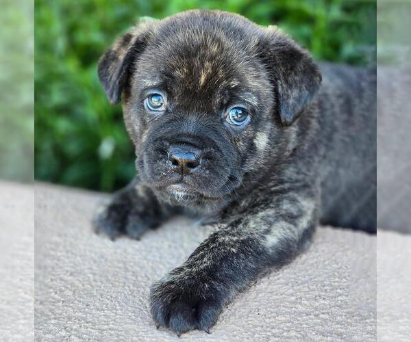 Medium Photo #2 French Bulldog-Unknown Mix Puppy For Sale in San Diego, CA, USA