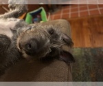 Small #8 Irish Wolfhound