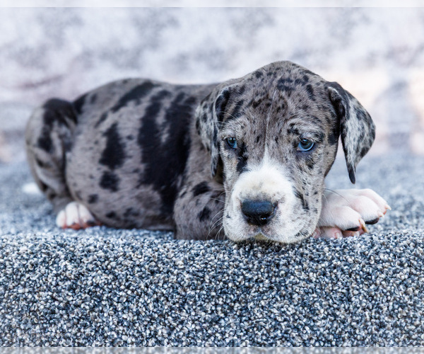 Medium Photo #12 Great Dane Puppy For Sale in WAKARUSA, IN, USA