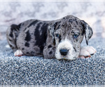 Small #11 Great Dane