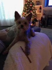 Yorkshire Terrier Puppy for sale in GIG HARBOR, WA, USA