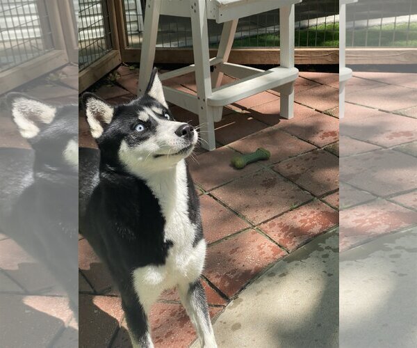 Medium Photo #2 Siberian Husky Puppy For Sale in Leavenworth, KS, USA