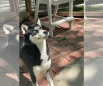 Small #1 Siberian Husky