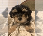 Small Photo #5 YorkiePoo Puppy For Sale in FORT WORTH, TX, USA