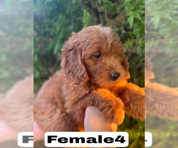 Medium Photo #38 Goldendoodle (Miniature) Puppy For Sale in BAKERSFIELD, CA, USA
