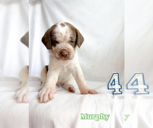 Medium Photo #5 Great Dane Puppy For Sale in Bullard, TX, USA