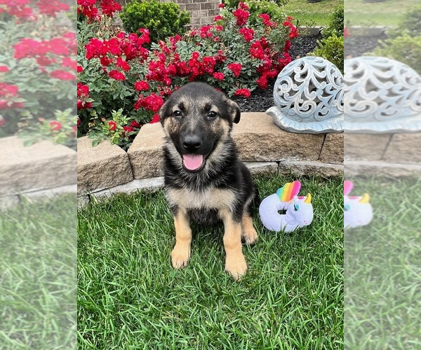 Medium Photo #3 German Shepherd Dog Puppy For Sale in INDIANAPOLIS, IN, USA