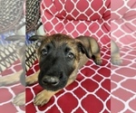 Small Photo #3 Belgian Malinois Puppy For Sale in COLLEGE STATION, TX, USA