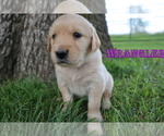 Small Photo #5 Golden Retriever Puppy For Sale in LA RUSSELL, MO, USA