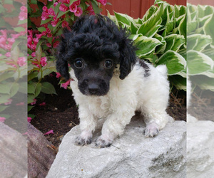 -Poodle (Toy) Mix Puppy for Sale in CANTRIL, Iowa USA