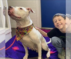 Mila May - Female American Pit Bull Terrier-Unknown Mix Dog for Adoption - Photo #14