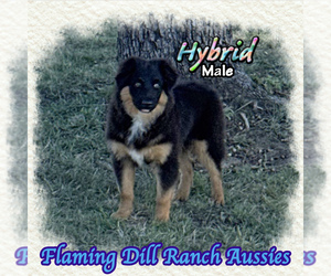 Miniature Australian Shepherd Puppy for sale in FORESTBURG, TX, USA