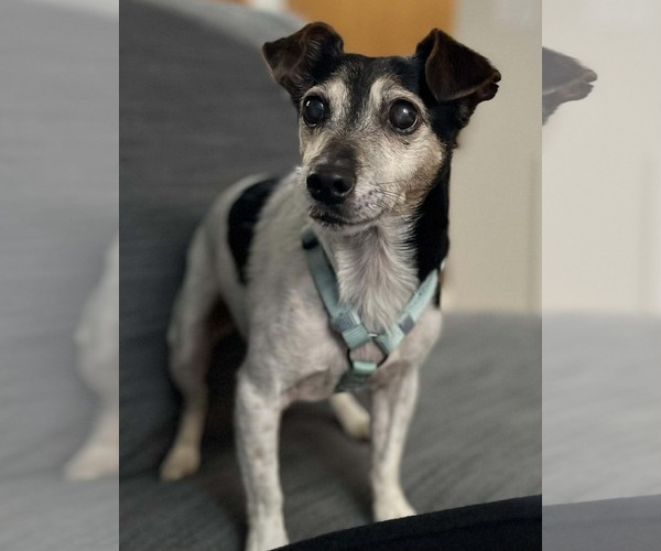 Medium Photo #1 Jack Russell Terrier Puppy For Sale in Arlington, WA, USA