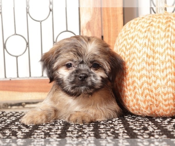 Medium Photo #3 Shih Tzu Puppy For Sale in NAPLES, FL, USA