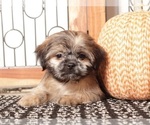 Small #2 Shih Tzu