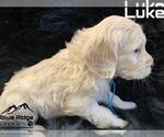 Small Photo #15 Goldendoodle Puppy For Sale in COLONIAL HEIGHTS, TN, USA