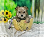 Image preview for Ad Listing. Nickname: Lil Jax