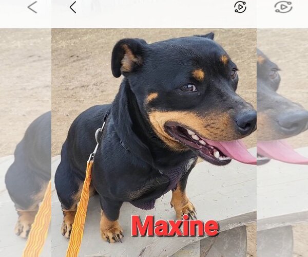 Medium Photo #1 Rottweiler Puppy For Sale in Mexia , TX, USA