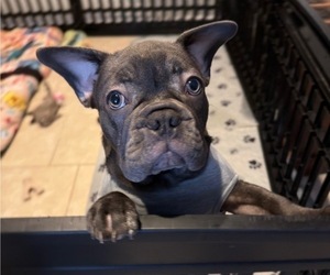 French Bulldog Puppy for sale in VALRICO, FL, USA