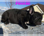 Small Photo #6 French Bulldog Puppy For Sale in CLARKSTON, UT, USA